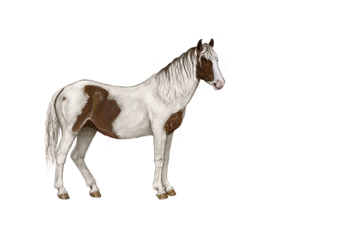 horse mottled white