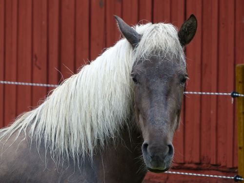 horse animal pferdeportrait