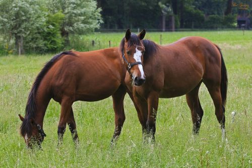 horse nature pasture