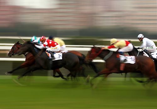 horse horses race horse