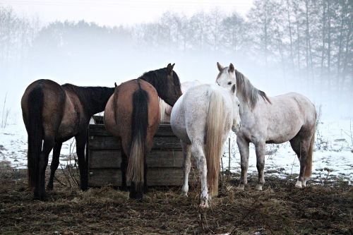 horse fog frost