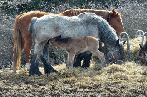 horse nature animal