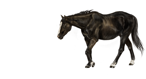 horse brown digital painting