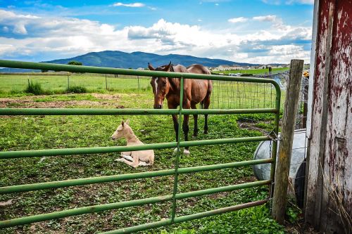 horse pony ranch