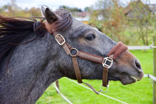 horse animal horse head