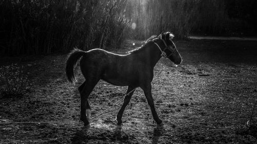 horse meadow countryside