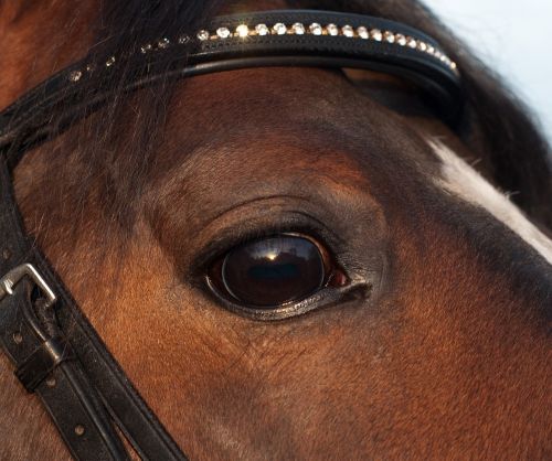 horse eye close up