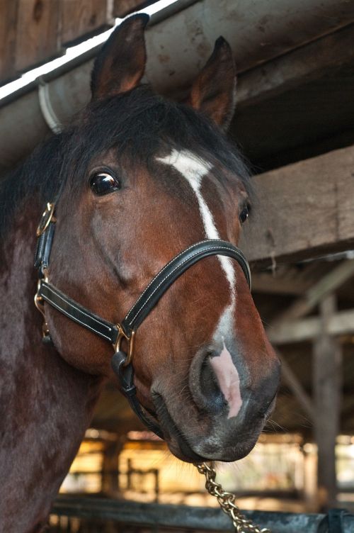 horse head close up