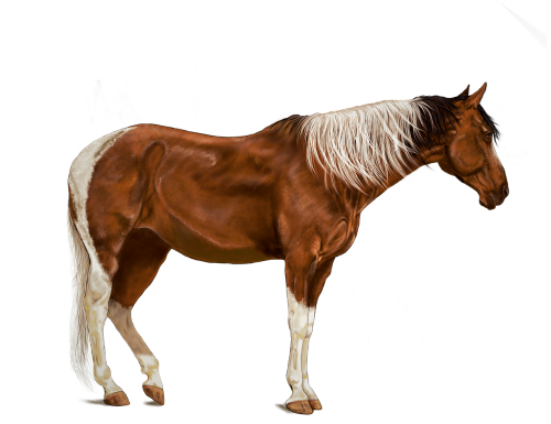 horse brown art