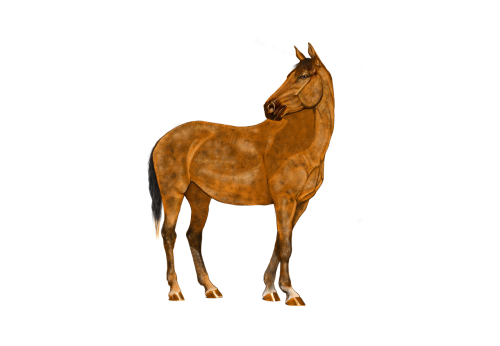 horse brown digital artwork