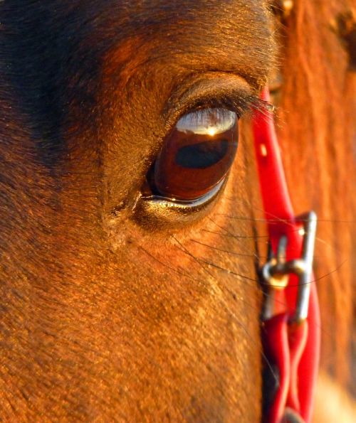 horse pure arab blood eye