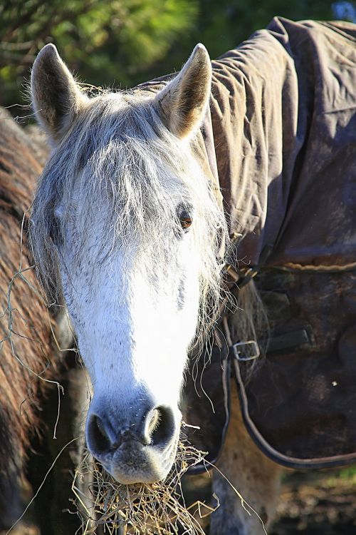 horse mane horses