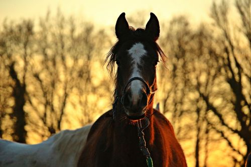 horse evening sky brown