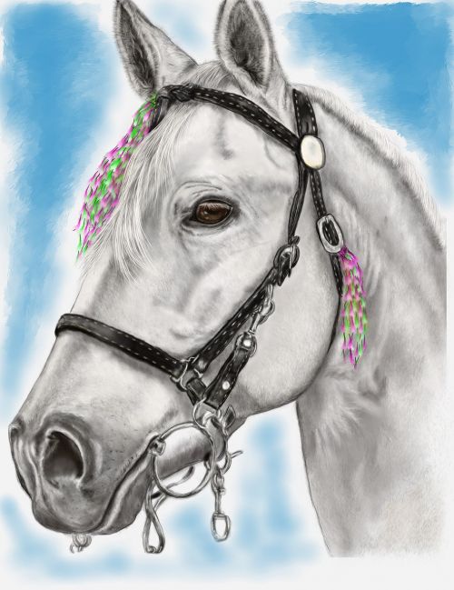 horse white portrait
