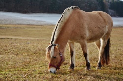 horse norwegian fjord horse pasture