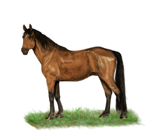 horse standing digital painting