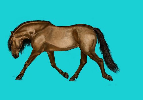 horse digital painting digital artwork