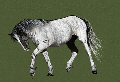 horse drawing digital artwork