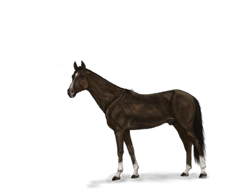 horse digital painting art