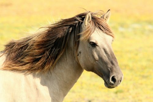 horse pasture nature