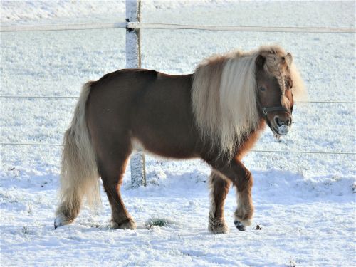 horse pony pasture