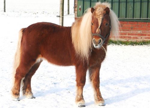 horse pony pasture
