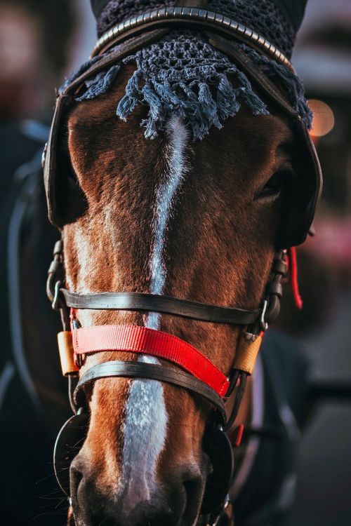 horse closeup animal