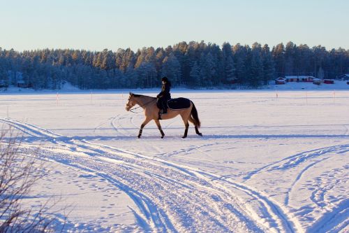 horse snow winter landscape