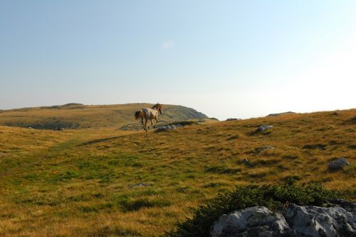 horse mountain wild