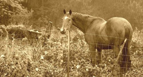 horse countryside nature