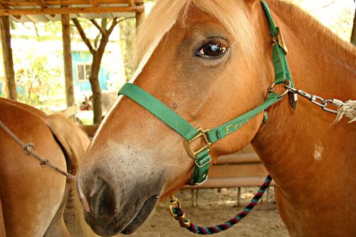 horse animal equestrian