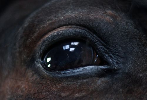 horse eye close up