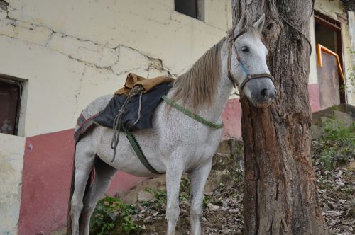 horse colombia villarrica