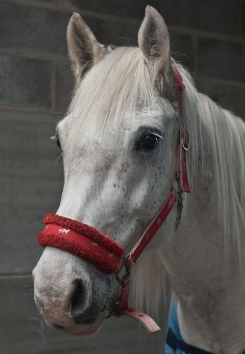 horse mare head
