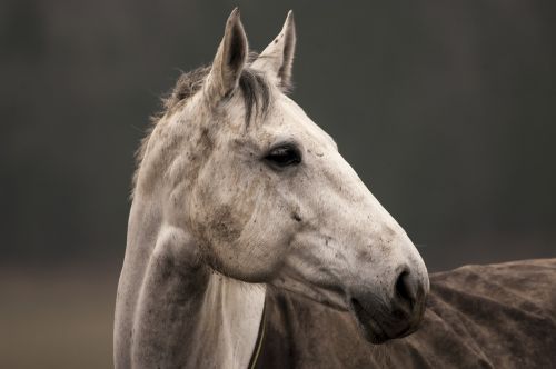 horse animal white