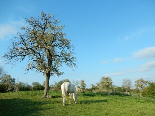 horse spring blue sky