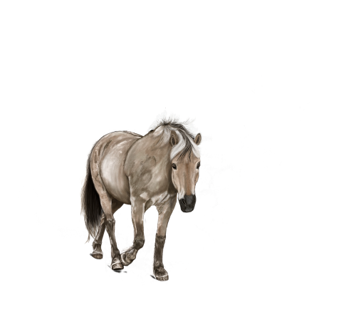 horse digital artwork art
