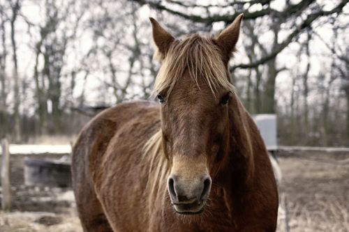 horse brown winter