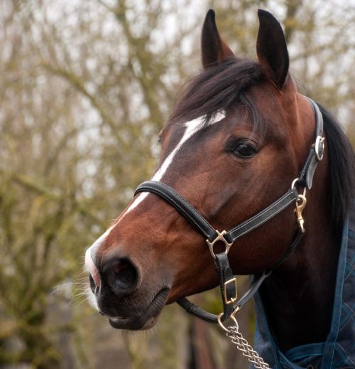 horse head portrait