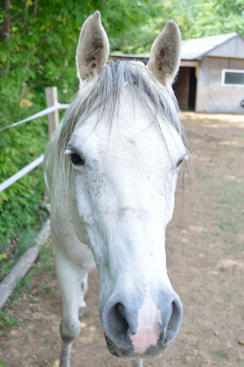 horse white horse farm