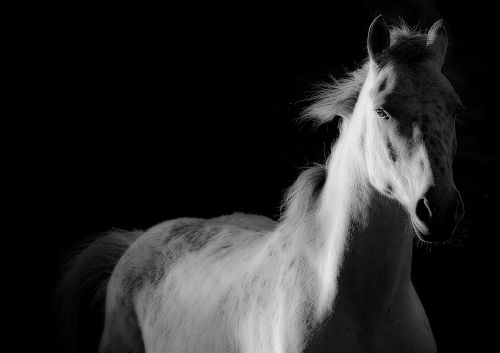 horse shoe white horse