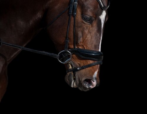 horse head chiaroscuro