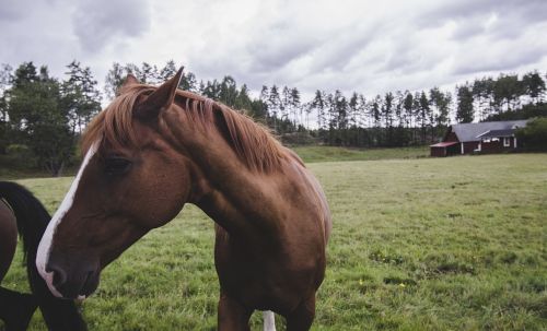 horse nature summer