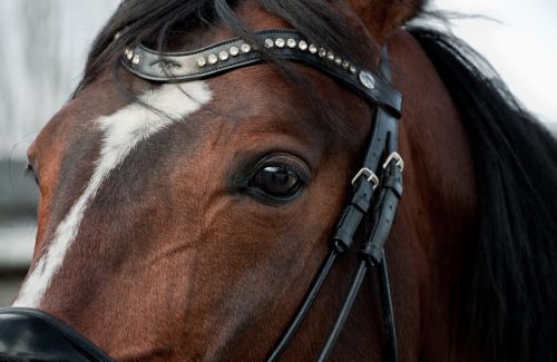 horse head close up