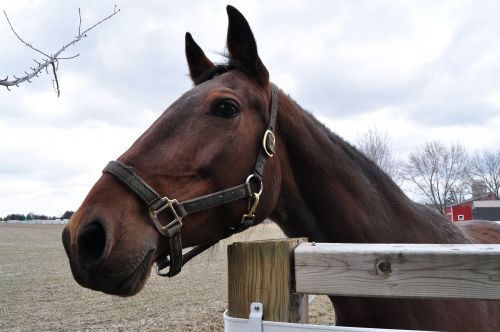 horse fence farm