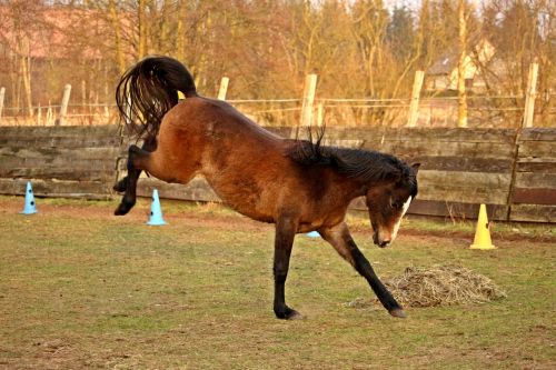 horse buck jump thoroughbred arabian