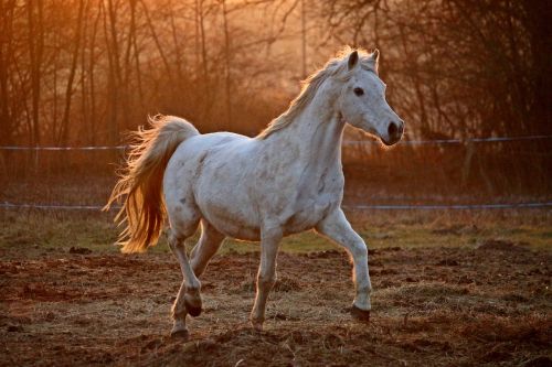 horse evening light mold