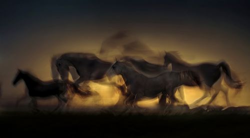 horse sunset saddle