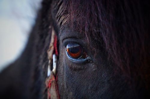 horse eye horse head