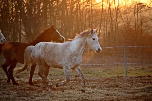 horse mold evening light